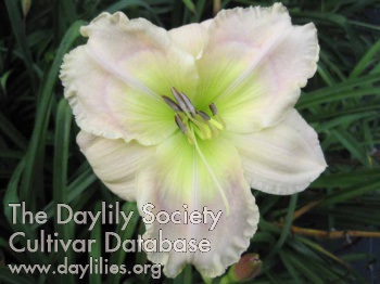 Daylily Emerald Dove